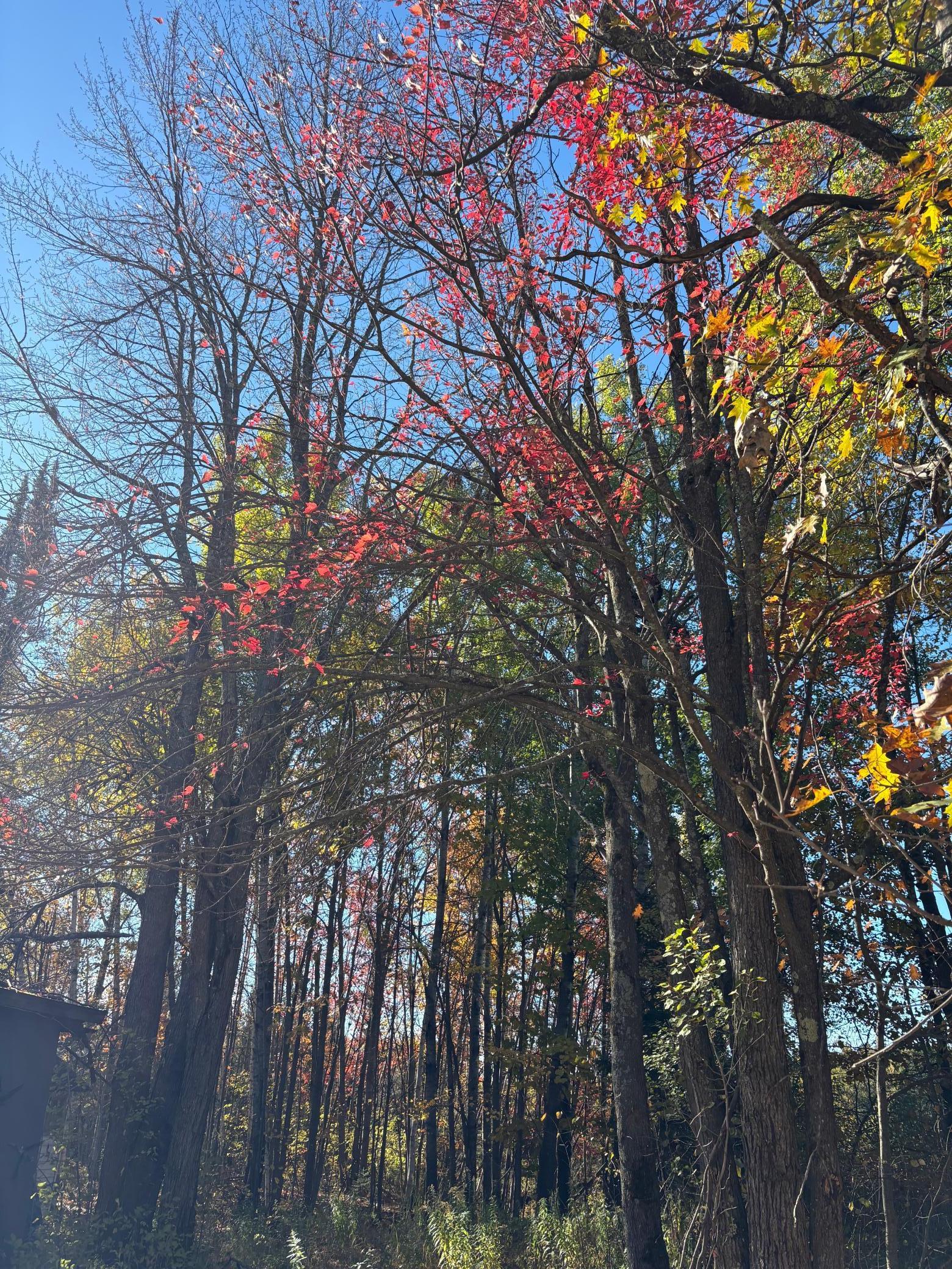 82728 Shady Pine Road Bruno, MN 55712 - Photo 12 of 13