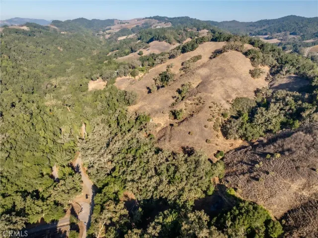 a view of a forest with a mountain in the background