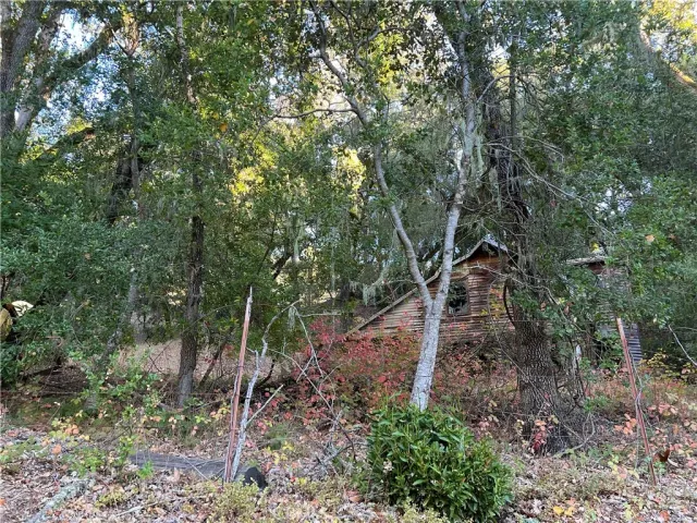 a view of a forest with trees