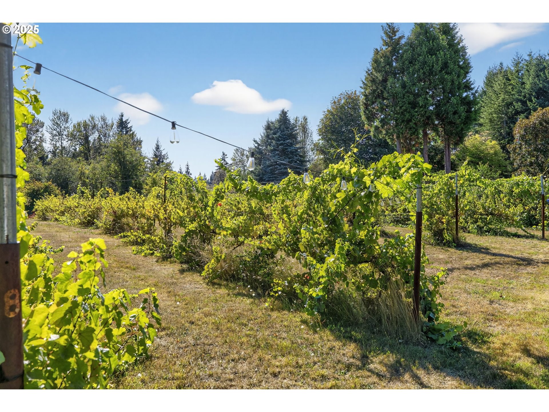 32102 Northwest Eagle Crest Drive Ridgefield, WA 98642 - Photo 5 of 48 a view of a yard