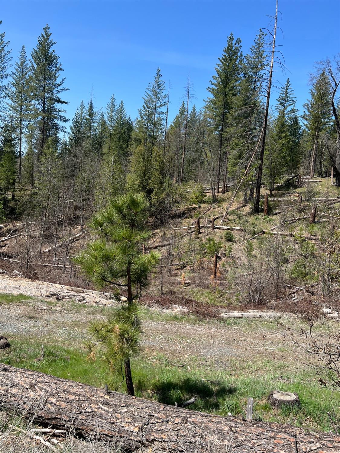 6493 Greeley Hill Road Coulterville, CA 95311 - Photo 2 of 15 a view of a yard with an trees