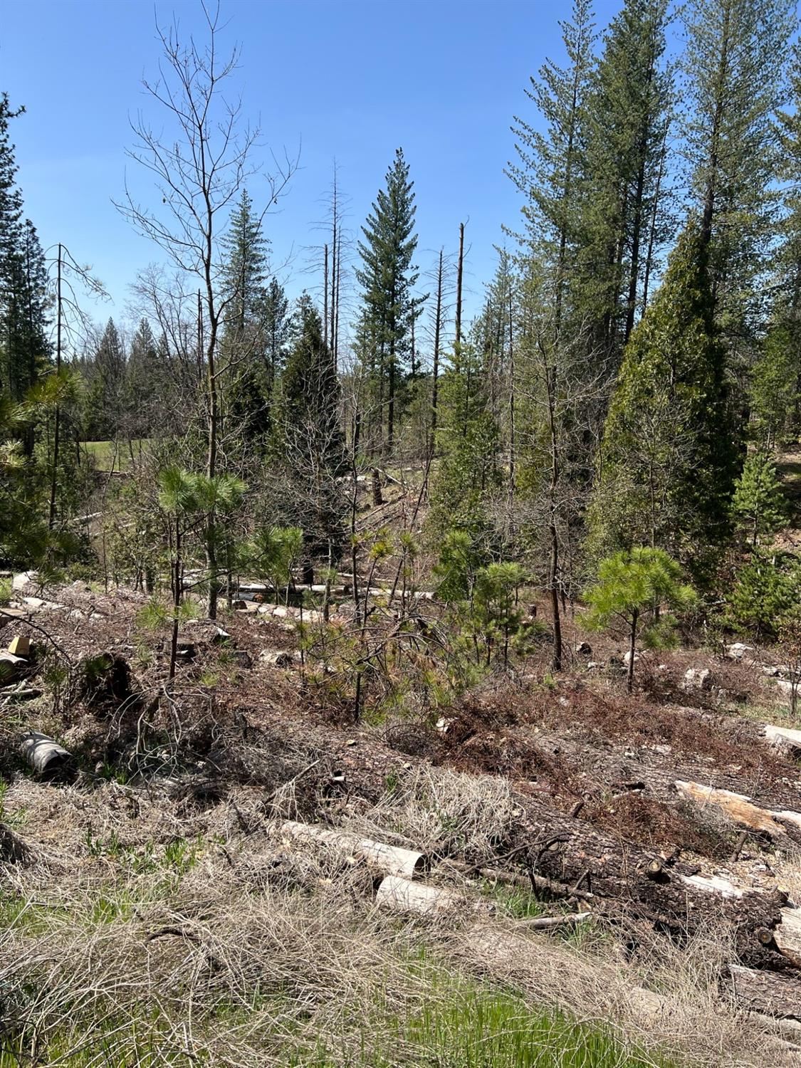 6493 Greeley Hill Road Coulterville, CA 95311 - Photo 4 of 15 a view of a forest with trees