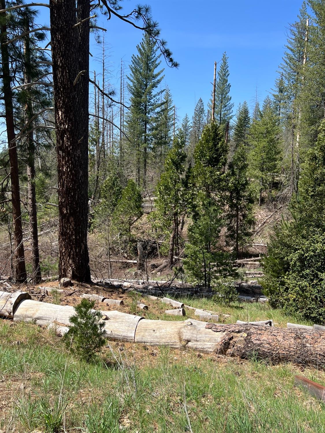 6493 Greeley Hill Road Coulterville, CA 95311 - Photo 6 of 15 a view of a yard with trees