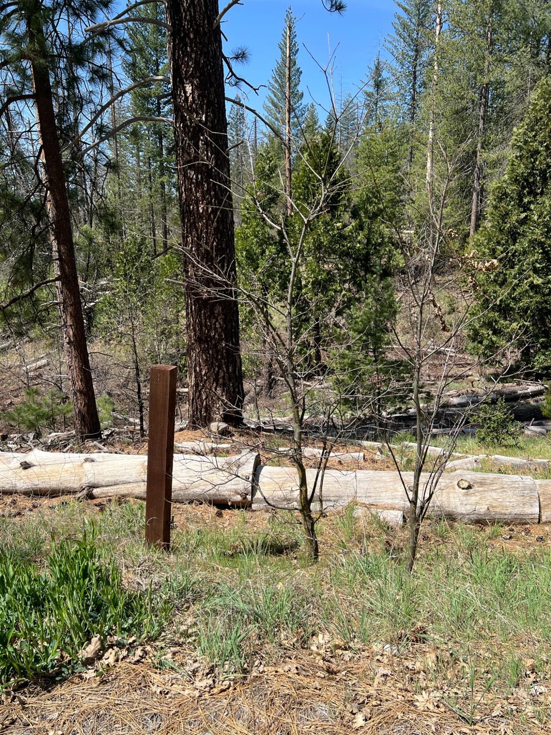 6493 Greeley Hill Road Coulterville, CA 95311 - Photo 7 of 15 a view of a yard with trees
