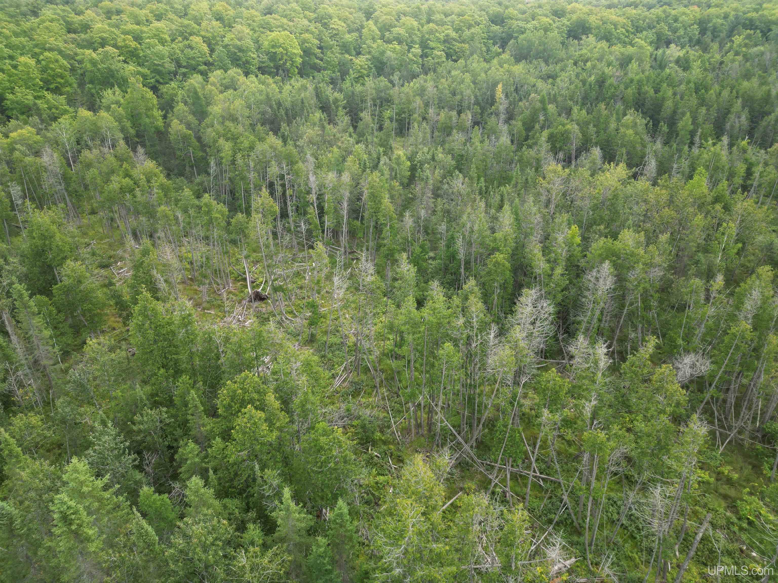 Tbd Tbd County Road, Unit 1 Cornell, MI 49818 - Photo 13 of 41