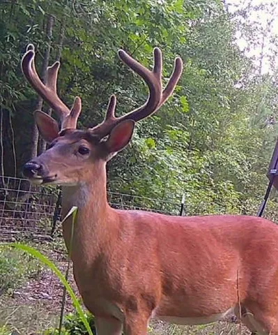 a view of yard from balcony