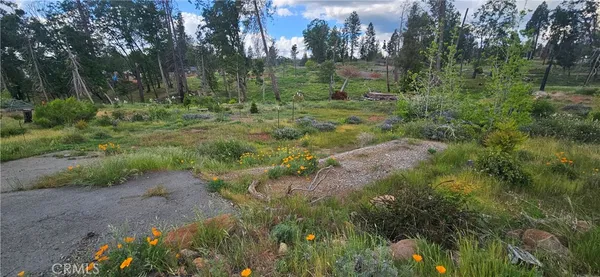 a big yard with lots of green space and deers