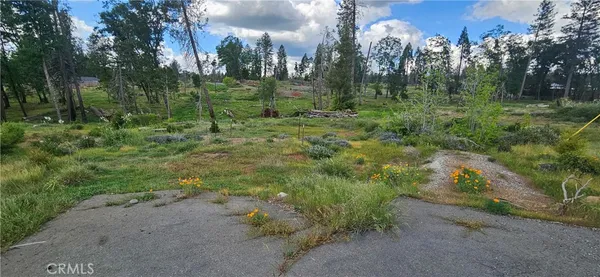 a view of a trees in a yard