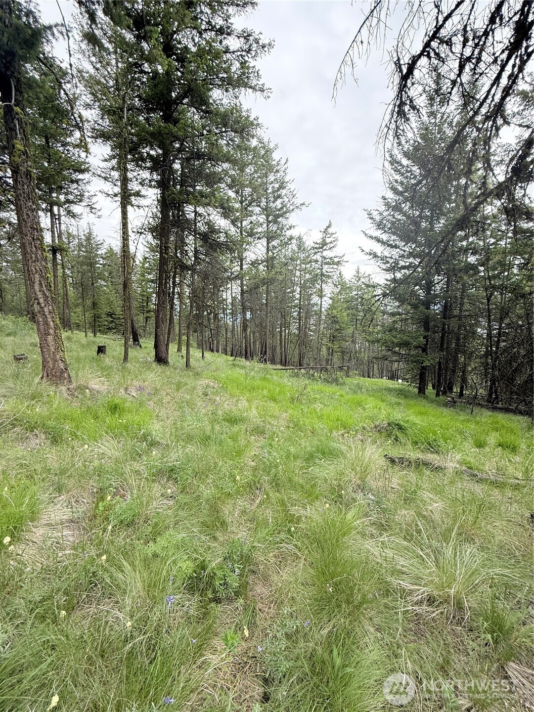 0 Broken Spoke Road Tonasket, WA 98855 - Photo 24 of 39 a view of a field with trees in the background