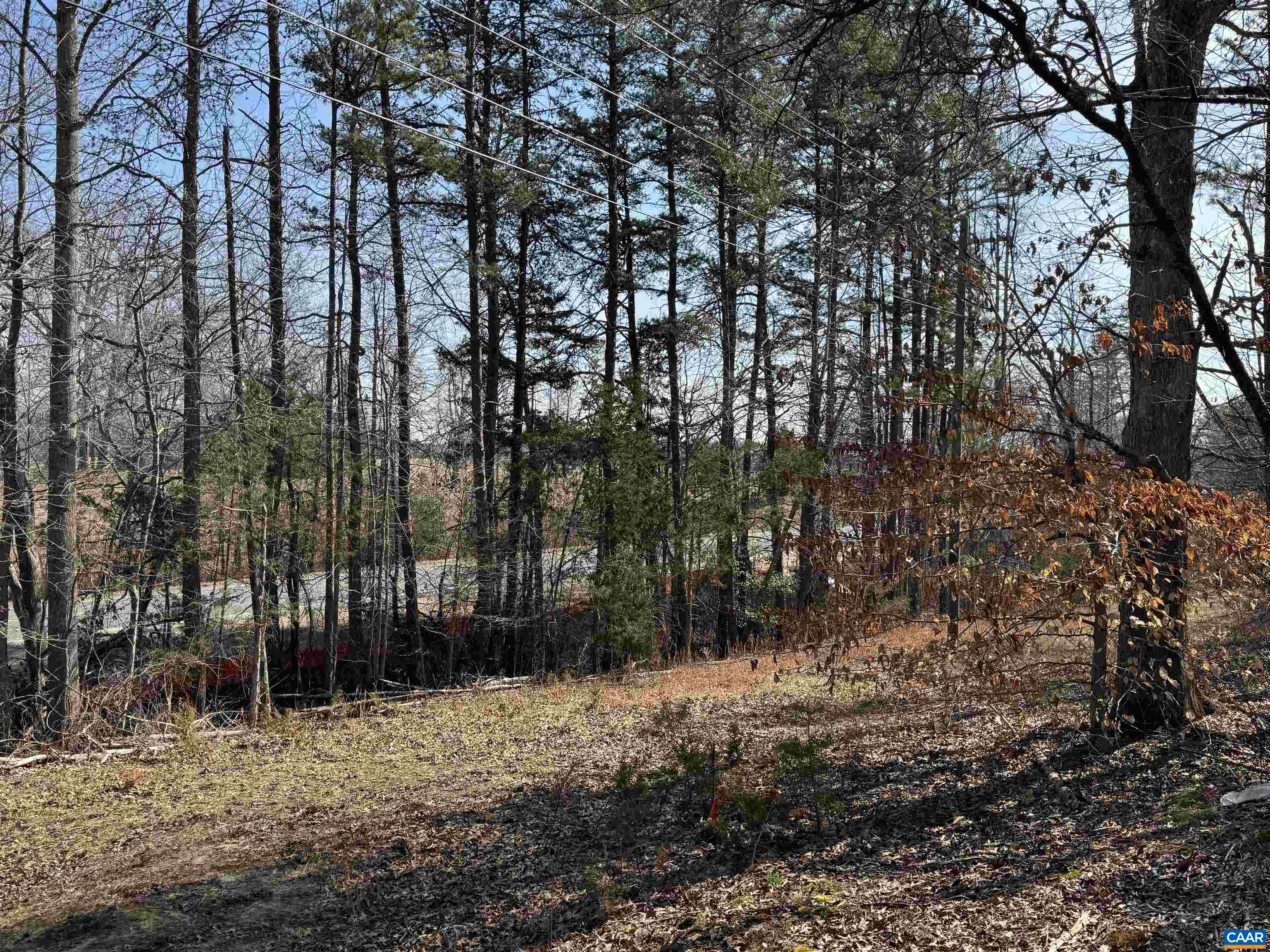 2301 Three Notch Road Kents Store, VA 23084 - Photo 5 of 6 a view of a yard with lots of trees