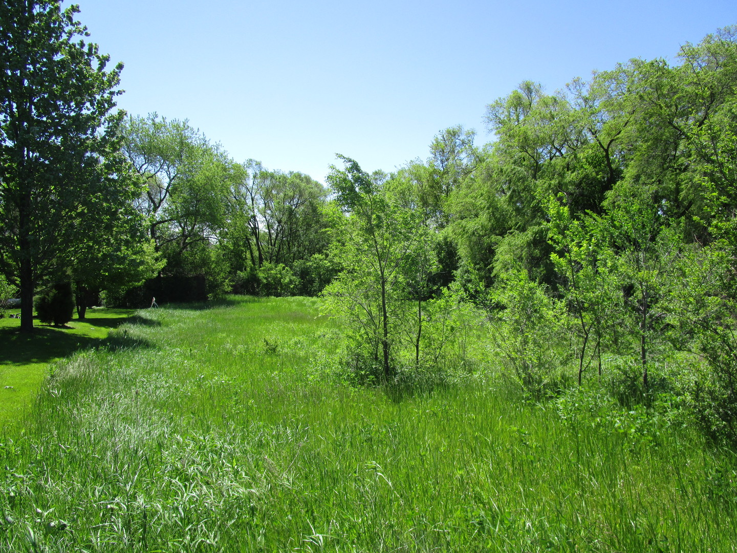 a view of a lush green space