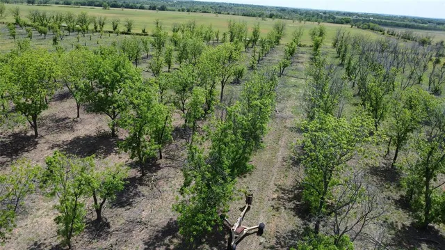 a view of a lush green forest with lots of trees