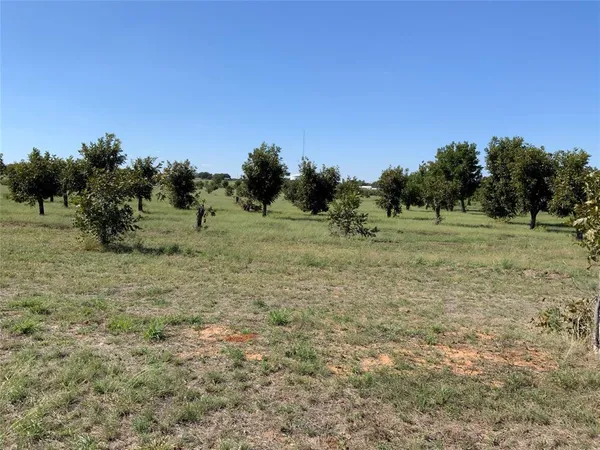 a view of a tree in a yard