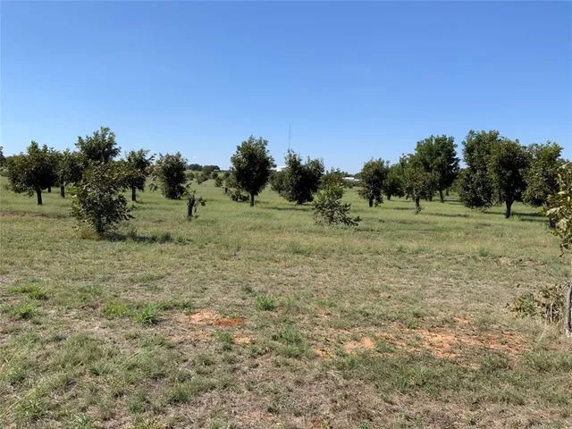 a view of a tree in a yard
