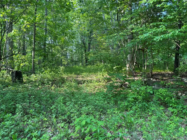 a view of a lush green forest