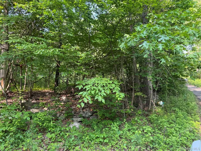 a view of a lush green forest with lots of trees