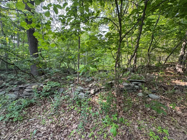 a view of a lush green forest with lots of trees