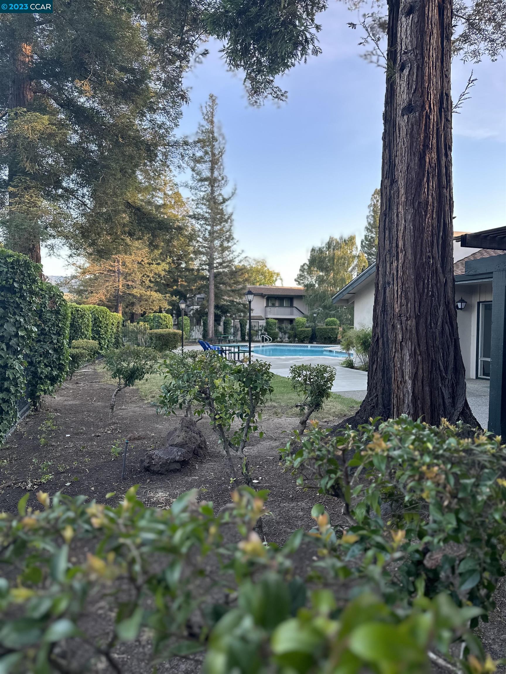 5460 Concord Boulevard Concord, CA 94521 - Photo 32 of 35 a view of a yard with plants and a large tree