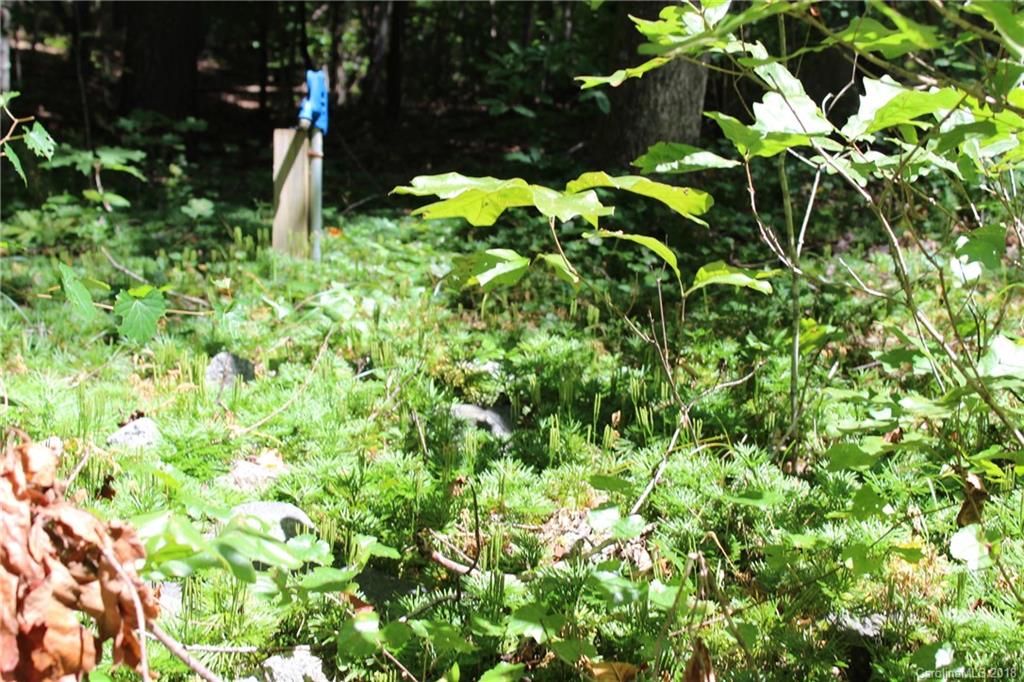 99999 King Stepp Road Mill Spring, NC 28756 - Photo 5 of 29 a backyard of a house with lots of green space