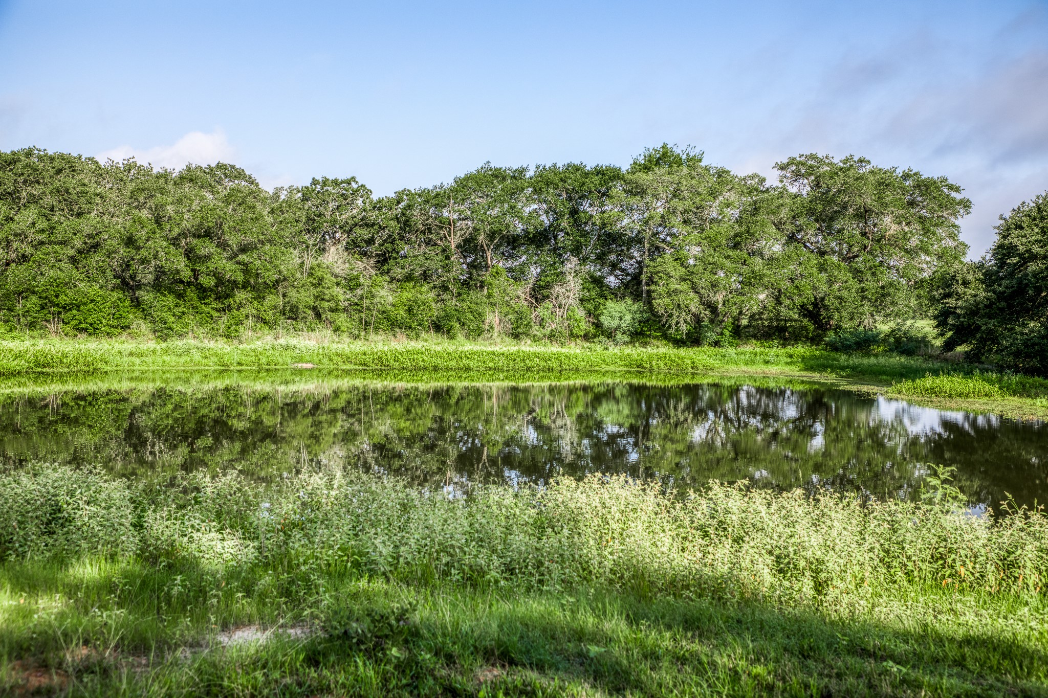 2 South Nassau Road Round Top, TX 78954 - Photo 3 of 11 a view of a green field with lots of bushes