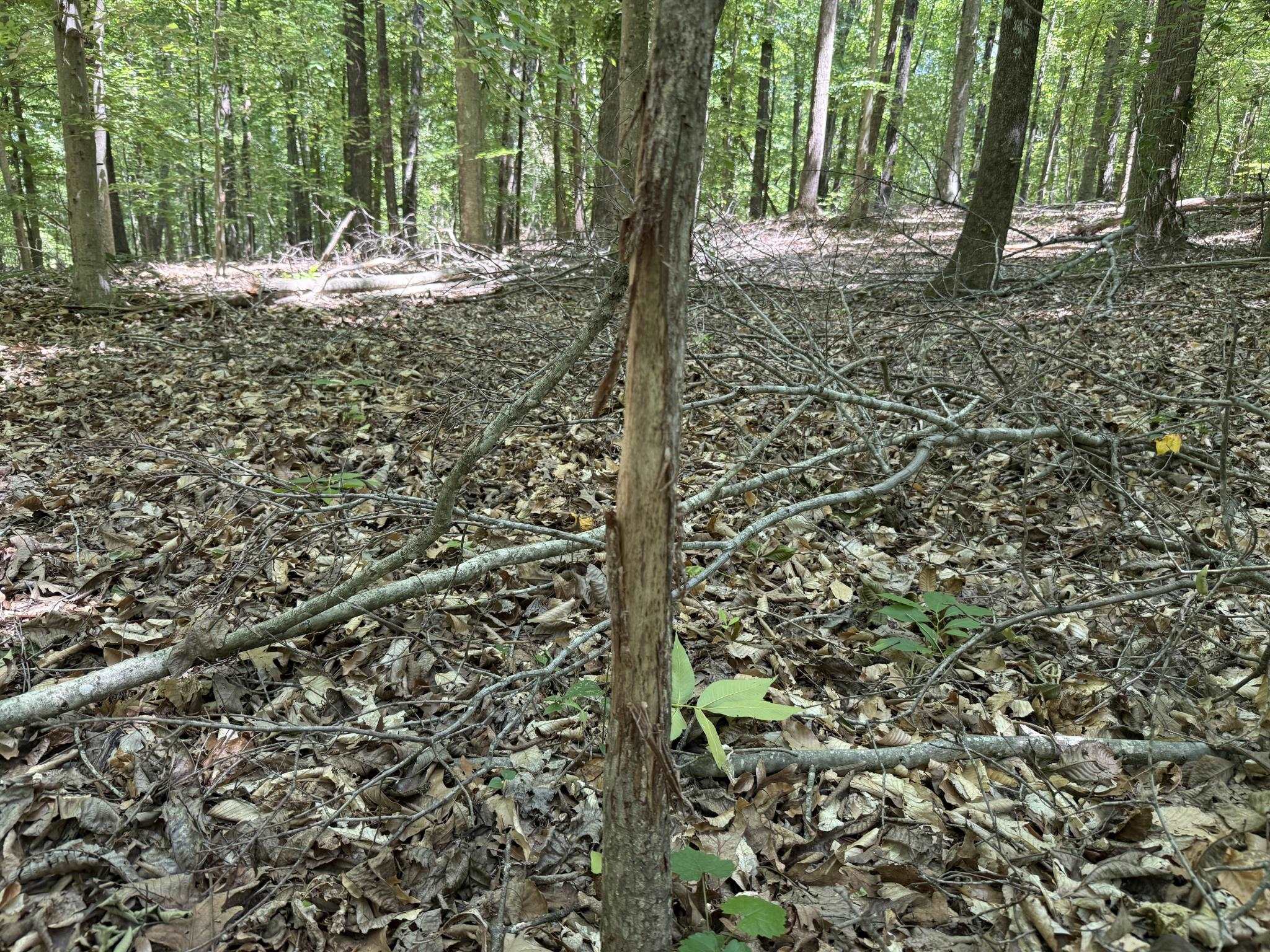 1 Carter Road Saltillo, TN 38370 - Photo 5 of 40 a view of a tree with a yard