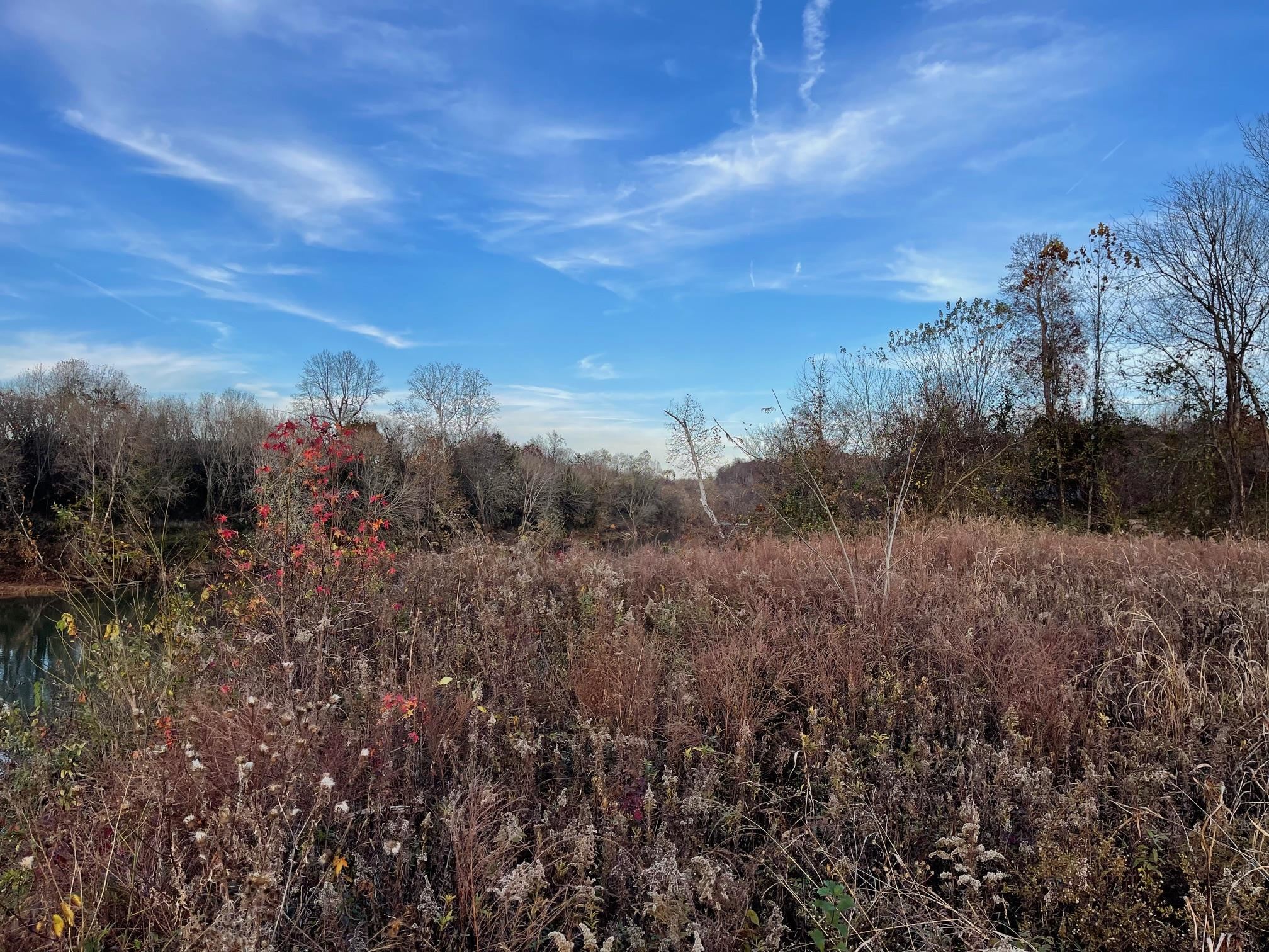 Kennedy Lane Centerville, TN 37033 - Photo 13 of 15 a view of a bunch of trees in a field