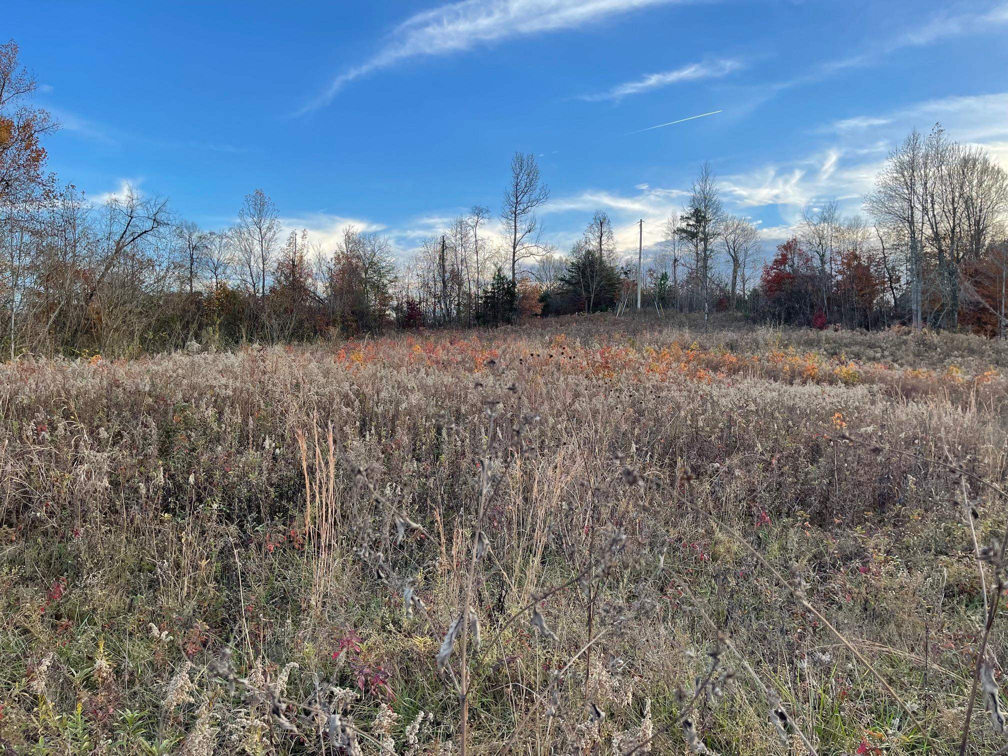 Kennedy Lane Centerville, TN 37033 - Photo 14 of 15 a view of a yard