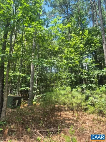 a view of a yard with plants and large trees