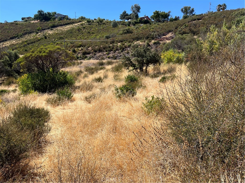 a view of a dry yard with green space