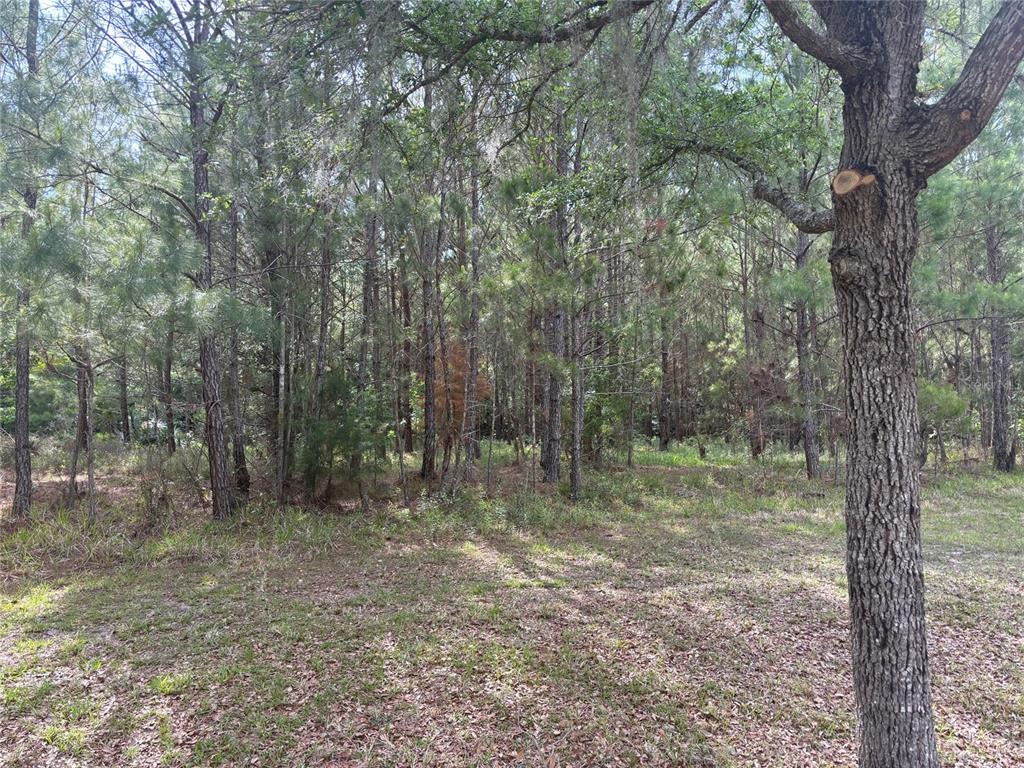6038 Northwest 90th Street Gainesville, FL 32606 - Photo 5 of 7
