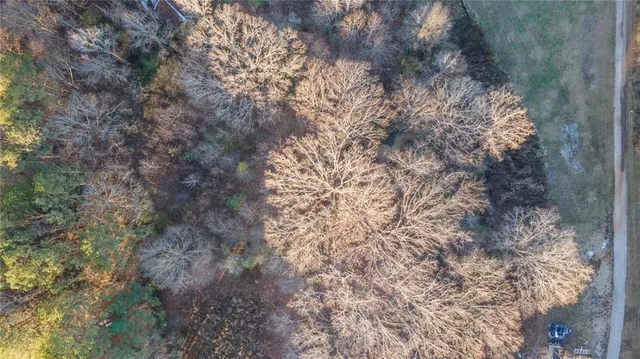a view of a yard with plants and large trees