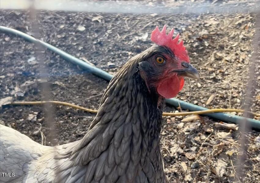 2709 Dray Court Raleigh, NC 27613 - Photo 51 of 51 2709-Dray-Ct-Raleigh-NC-27613-Chickens-3