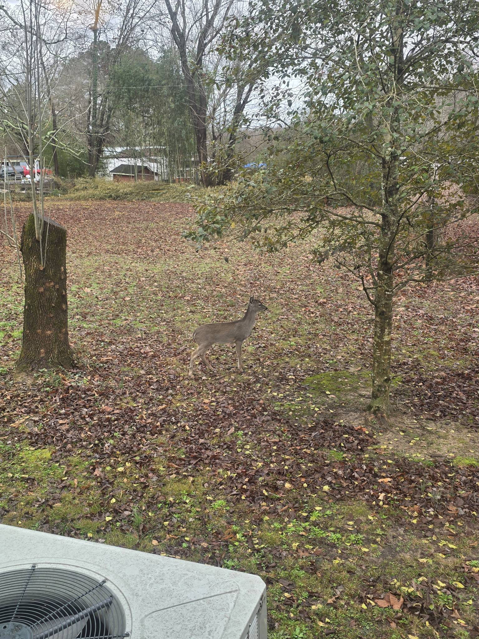 3846 New Bushy Branch Road Manchester, TN 37355 - Photo 12 of 20 a view of a yard with wooden fence