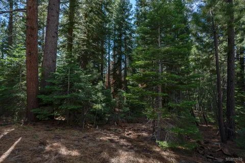 a view of a forest with trees in the background