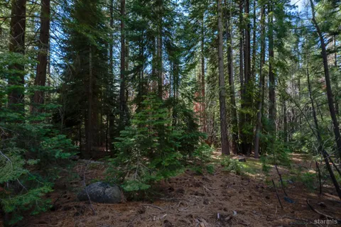 a view of a forest with trees in the background