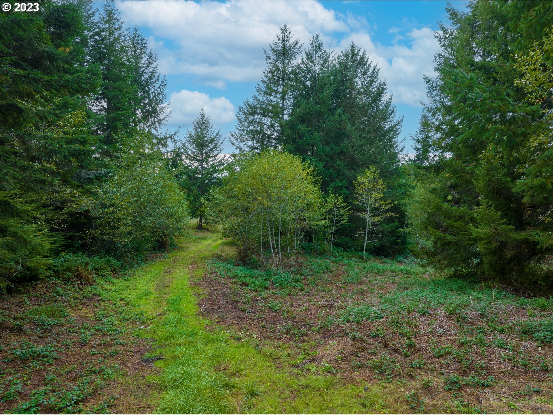 Gary Sipe Road Coquille, OR 97423 - Photo 11 of 19 a view of a trees in a yard