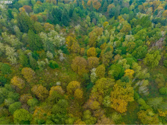 a view of a bunch of trees and bushes