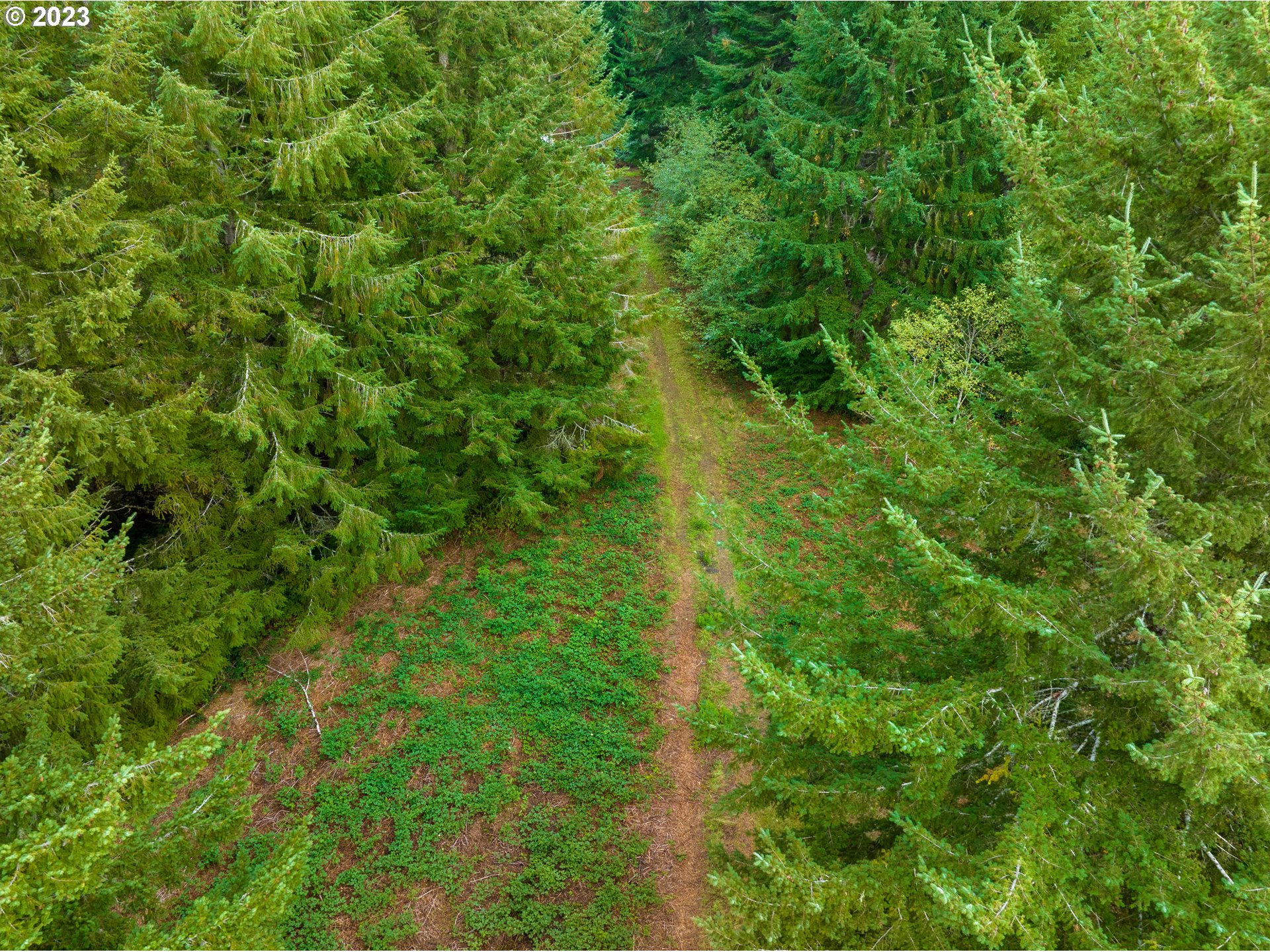 Gary Sipe Road Coquille, OR 97423 - Photo 6 of 19 a view of a lush green forest