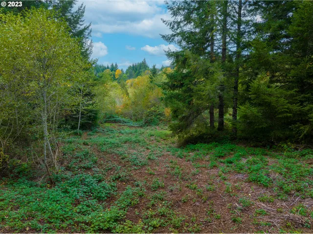a view of a lush green forest