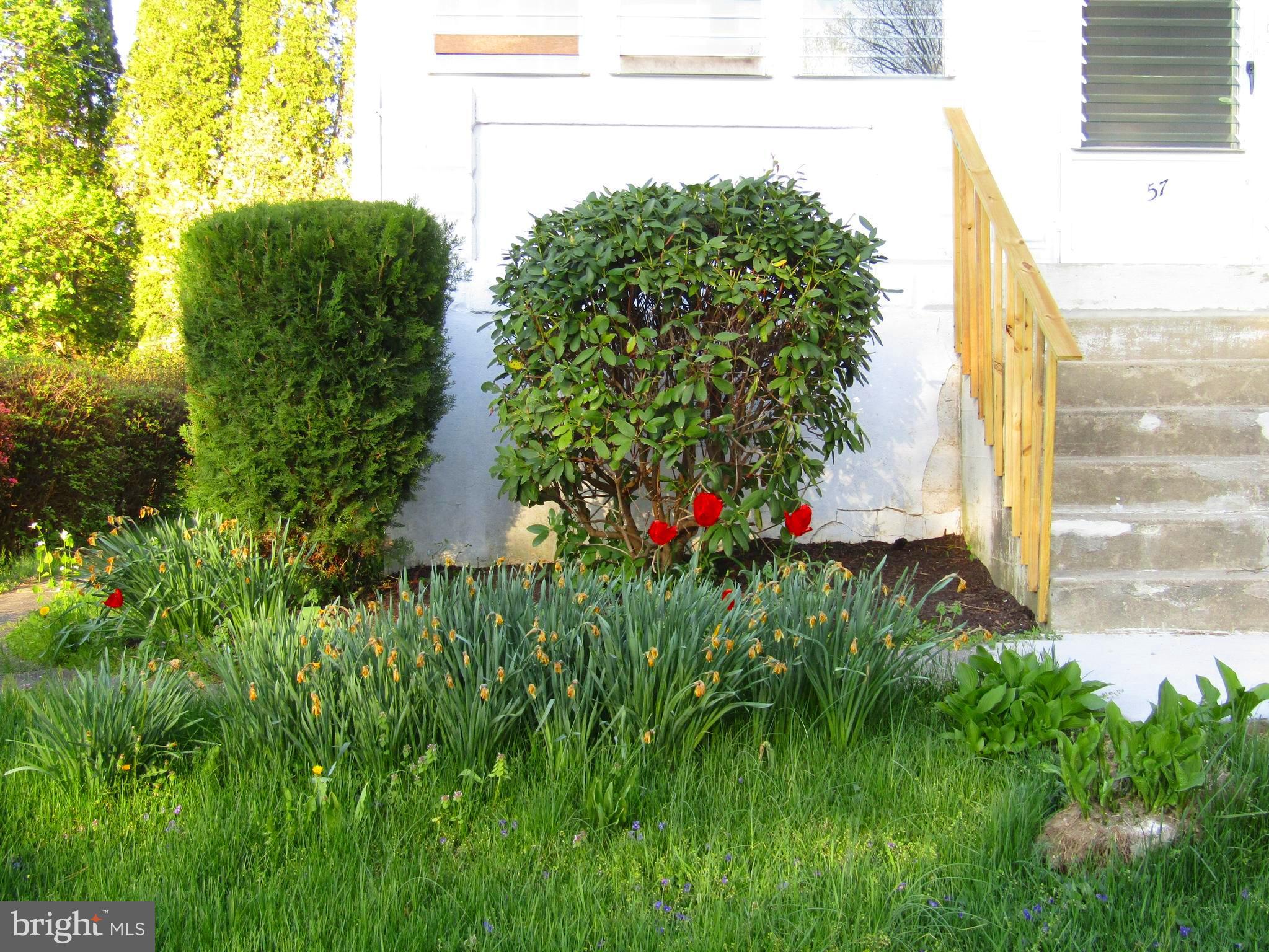 Front bed with daffodils and tulips