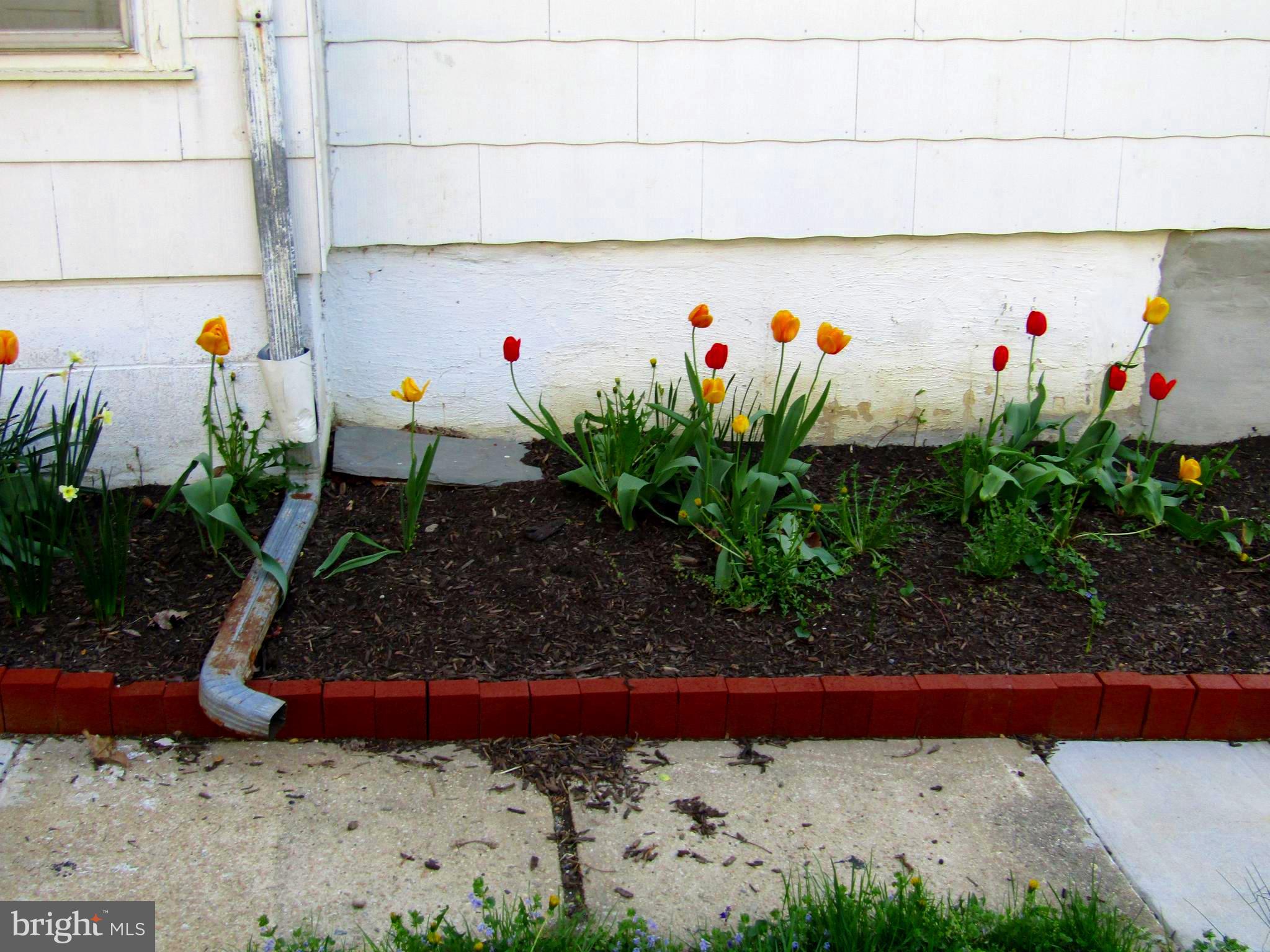 57 Ridge Avenue Coatesville, PA 19320 - Photo 8 of 21 Tulips adorn the landscape bed behind the house