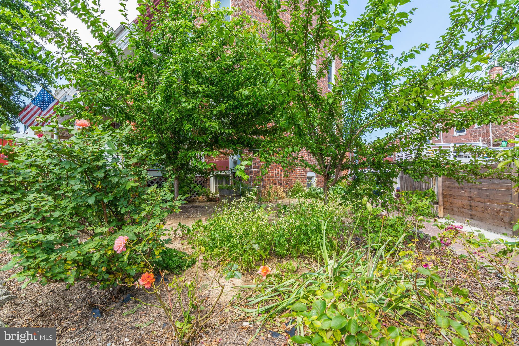 1849 3rd Street Northwest Washington, DC 20001 - Photo 3 of 23 a picture of flowers