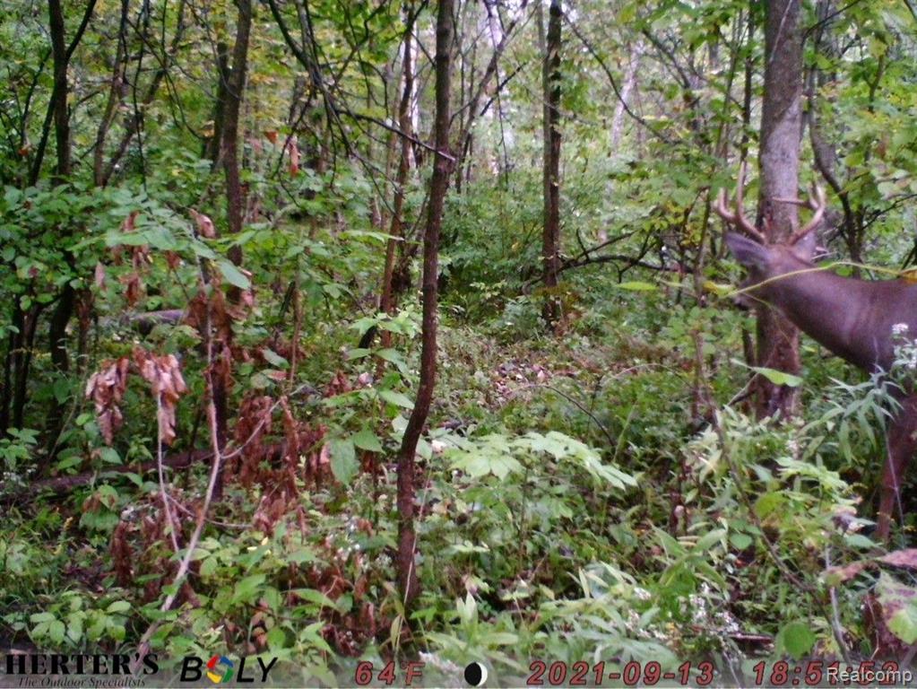 0 Welch Road Attica, MI 48412 - Photo 4 of 12