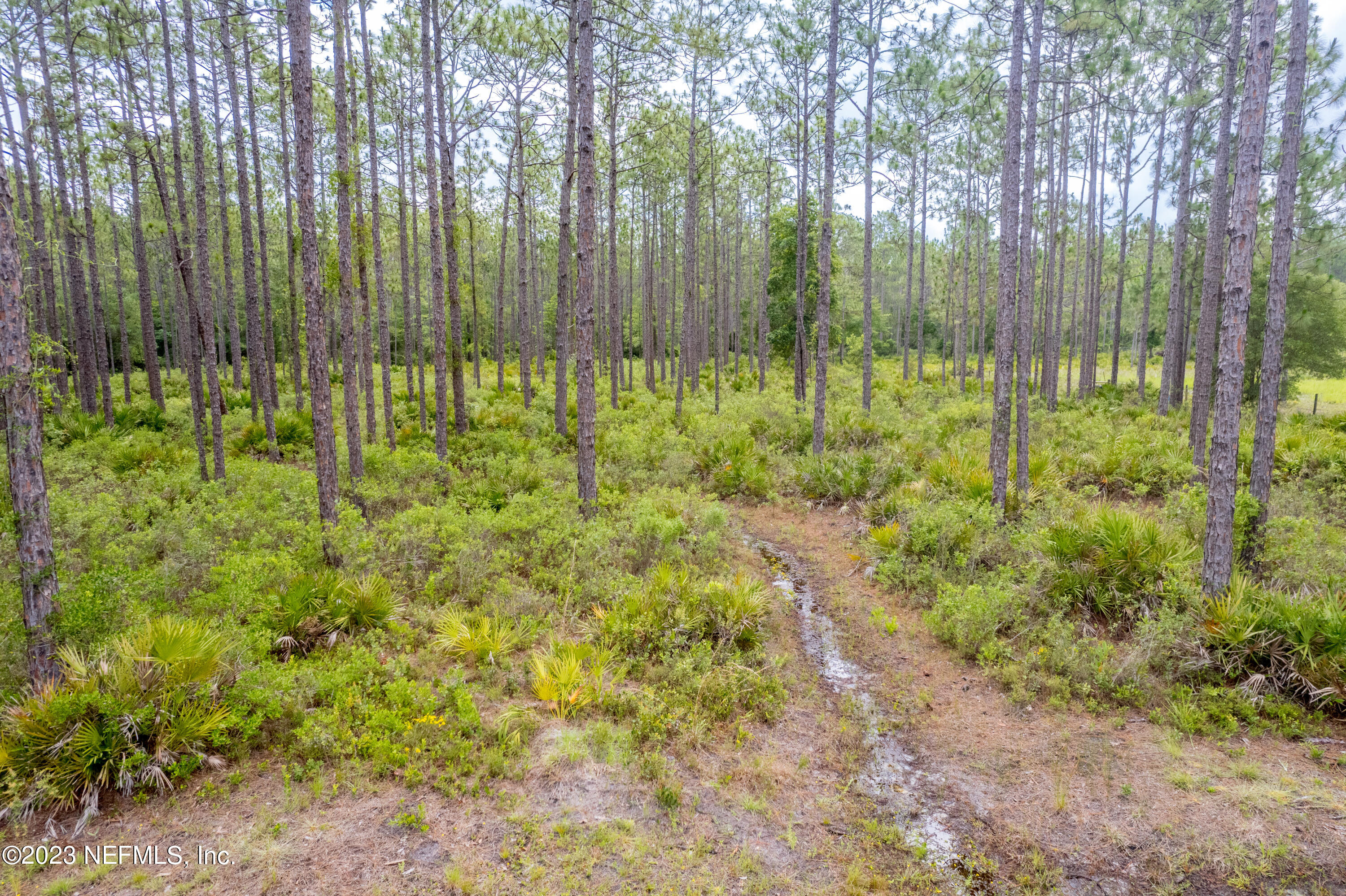 4402 Mark Allan Road Keystone Heights, FL 32656 - Photo 3 of 18 Belmore Management Area