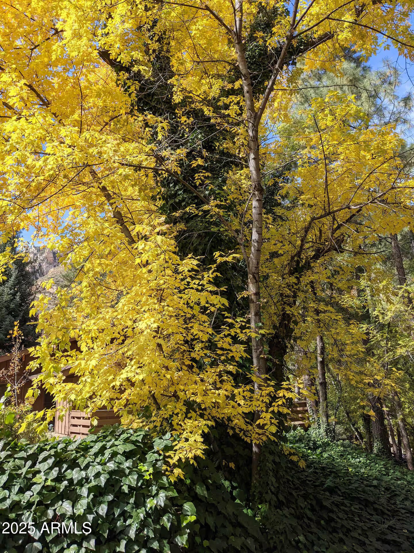 8351 North State Rte 89A, Unit 33 Sedona, AZ 86336 - Photo 32 of 41 a view of a yard