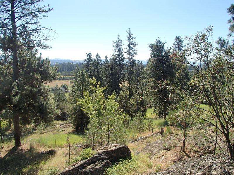 18727 North Division Road Colbert, WA 99005 - Photo 9 of 20