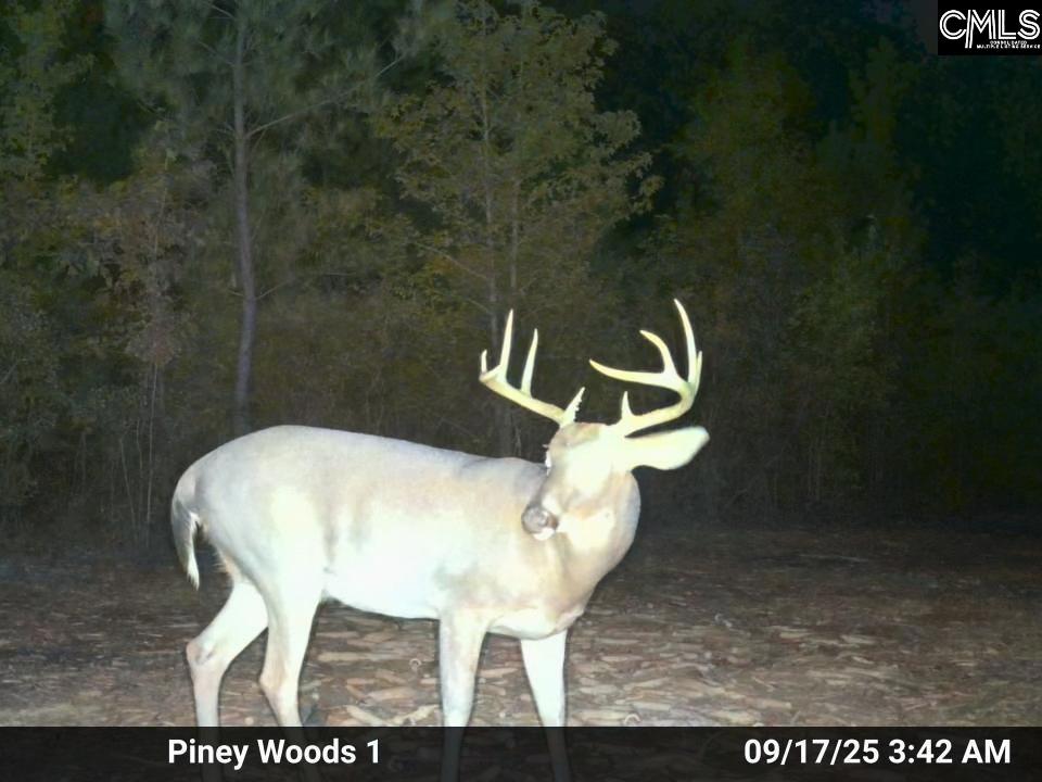 900 Pineywood Road Saluda, SC 29138 - Photo 19 of 23
