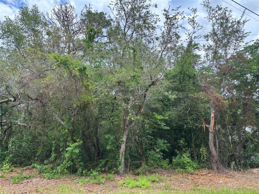 290 Navajo Trail Spring Hill, FL 34606 - Photo 8 of 8 a view of a forest with trees in the background