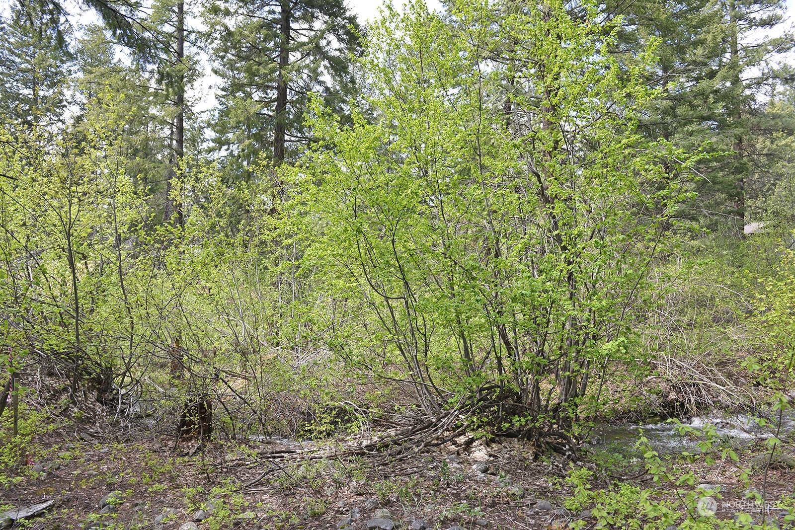 4 Lupine Road Winthrop, WA 98862 - Photo 3 of 20 a view of a yard