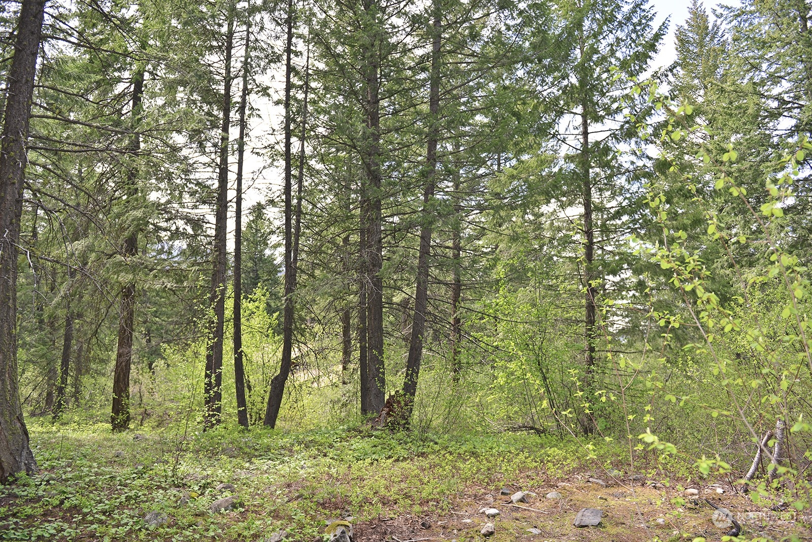 4 Lupine Road Winthrop, WA 98862 - Photo 9 of 20 a backyard of a house with lots of green space